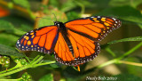 Viceroy Butterfly