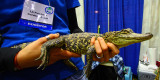Young Alligator January 17