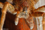 Wolf Spider Close-Up January 23
