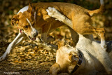 Playing