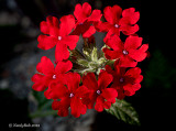 Verbena September 22