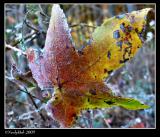 Frosty Morning December 8