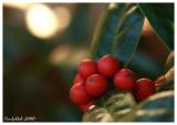 Holly Berries