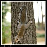 Screwy Squirrel January 21 *