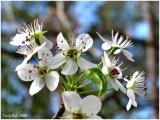 Bradford Pear February 5 *