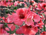 Flowering Quince *