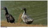 Ducks IMG_1504a.jpg