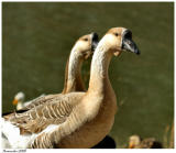 Two Geese February 7 *
