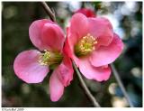 Flowering Quince IMG_2123a.jpg *