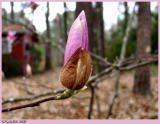 Tulip Tree Bud February 17 *