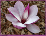 Tulip Tree Bloom *