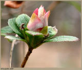 Azalea February 22 *