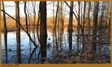 Flooded Trees March 8 *