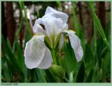 White Iris March 12 *