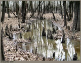 Cypress Knees March 13 *