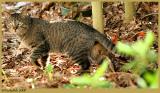 Tom Cat