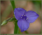 Spiderwort