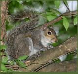 Another Screwy Squirrel
