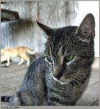 Tuffy