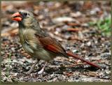 Female Cardinal