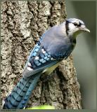 IMG_5279a.jpg *