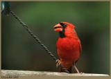 IMG_5302a.jpg *
