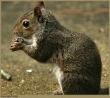 IMG_5357a.jpg *