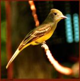 Mystery Bird *