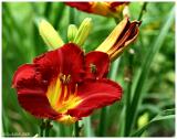 Day Lily May 28 *