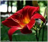 IMG_7162a.jpg