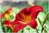 IMG_7135a.jpg