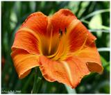 IMG_7117a.jpg