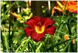 IMG_7184a.jpg