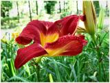 IMG_4493a.jpg
