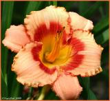 IMG_7352a.jpg