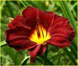 IMG_7476a.jpg