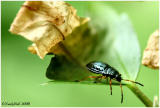Tiny Bug Macro June 7 *