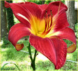 Day Lily June 8 *