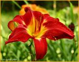 IMG_7879a.jpg