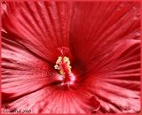 Red July 4