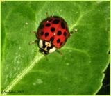 Lady Bug