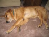 Buddy 2