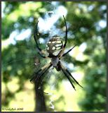 Spider