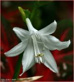 Hosta Bloom July 27 *