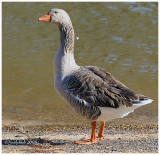 Goose February 15