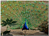 Peacock February 27 *