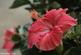 Hibiscus May 12