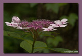 Lace Hydrangea May 28