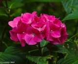 Pink Hydrangea June 5