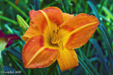 Day Lily June 6
